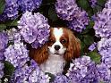 Chiens_086