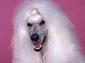 Chiens_087