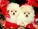Chiens_089
