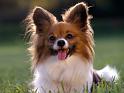 Chiens_090