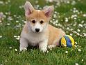 Chiens_091