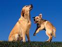 Chiens_092