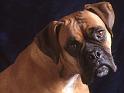 Chiens_094