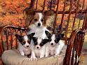 Chiens_095
