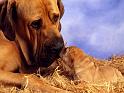 Chiens_096