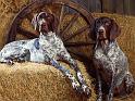 Chiens_097