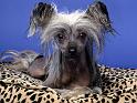 Chiens_098