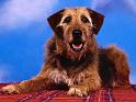 Chiens_099