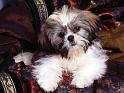 Chiens_100