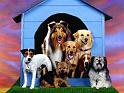 Chiens_101