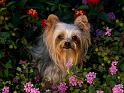 Chiens_102