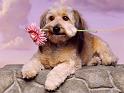 Chiens_103