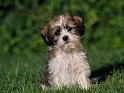 Chiens_104