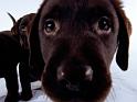 Chiens_105