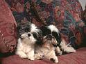 Chiens_107