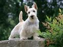 Chiens_108