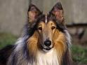 Chiens_109