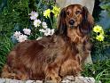Chiens_110