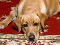 Chiens_111