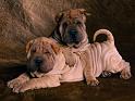 Chiens_112