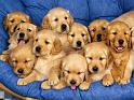Chiens_113