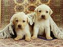 Chiens_115
