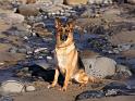 Chiens_116
