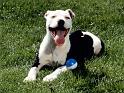 Chiens_118