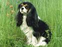Chiens_119