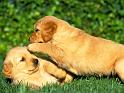 Chiens_120