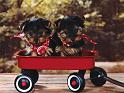 Chiens_121