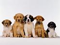 Chiens_122