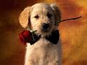 Chiens_123