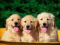Chiens_124