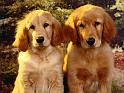 Chiens_125