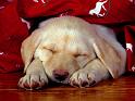 Chiens_126