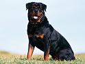 Chiens_127