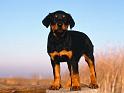 Chiens_128
