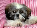 Chiens_130