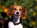 Chiens_131