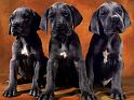 Chiens_132