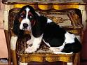 Chiens_133