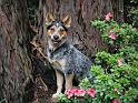 Chiens_137