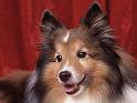 Chiens_138