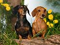 Chiens_139