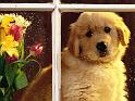 Chiens_140