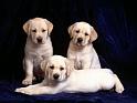 Chiens_141