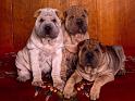 Chiens_142