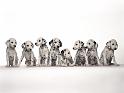 Chiens_143