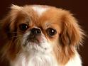 Chiens_144